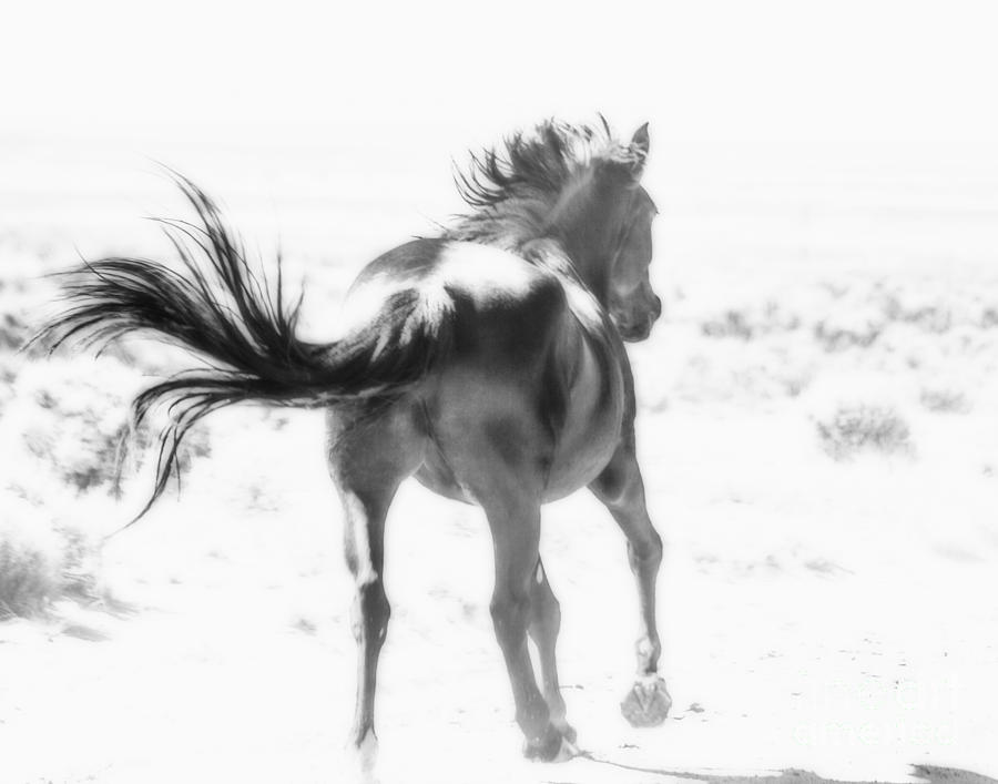 Equine Photograph - Black Stallion Wild Horse by Jerry Cowart