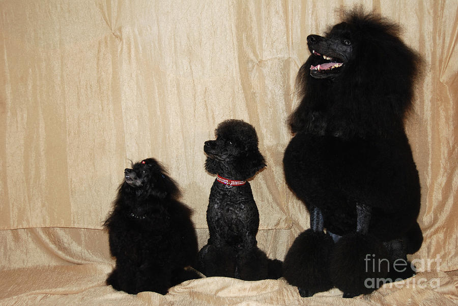 Black Standard Poodle, Black Miniature Poodle And Black Dwarf Po Photograph by Amir Paz
