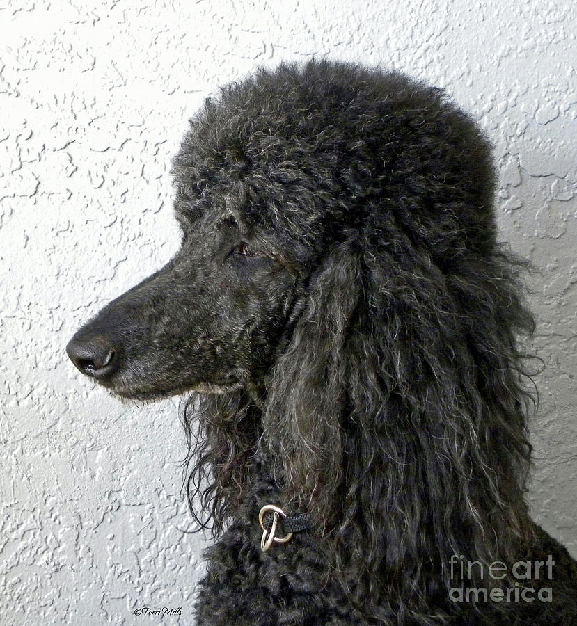 Blue Standard Poodle Photograph by Terri Mills