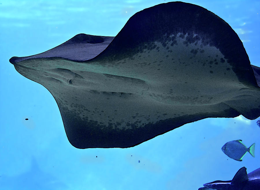 Animal Photograph - Black Sting Ray From Sea World by Miroslava Jurcik
