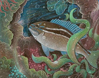 Fish Drawing - Black-striped butterfish by Jude Cowell