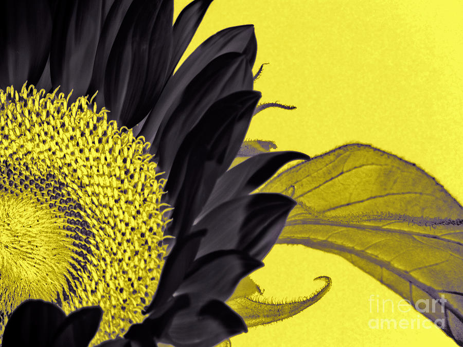 Black Sunflower Photograph by Karen Lewis