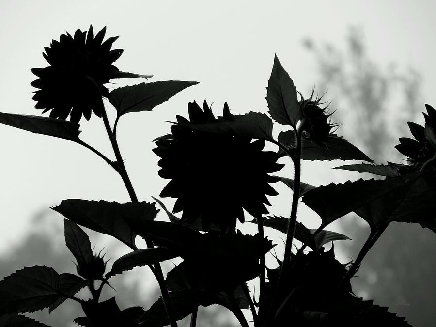 Black Sunflowers Photograph by Wild Thing
