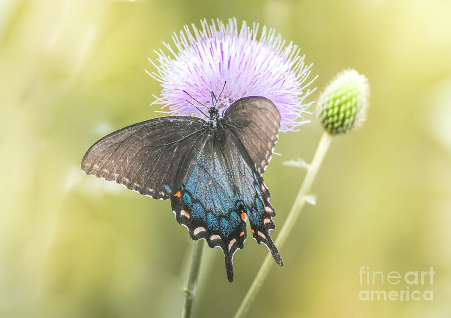 Black Swallotail Butterfly In Thistle Photograph by Robert Frederick