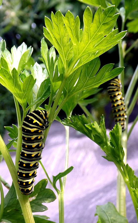 Black Swallowtail Caterpillars on Parsley Photograph by Danielle R T Haney