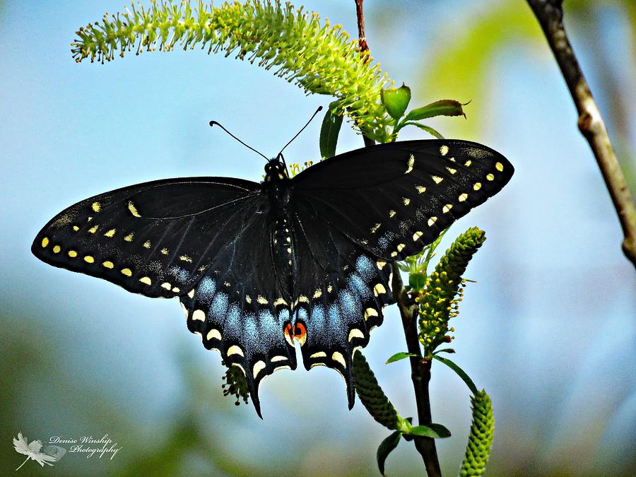 Black SwallowTail Butterfly Photograph by Denise Winship