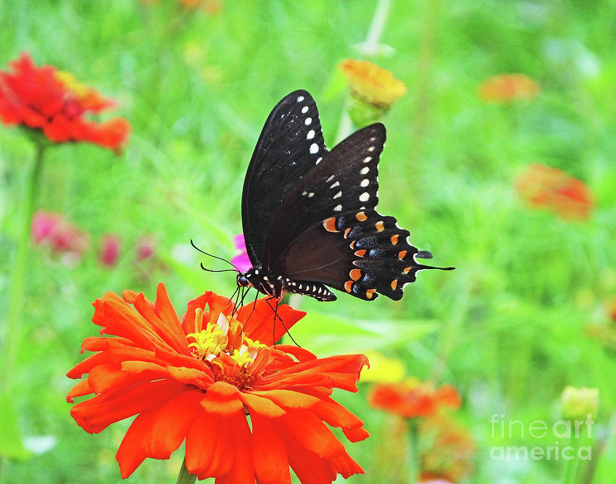 Black Swallowtail 11 Photograph by Lizi Beard-Ward