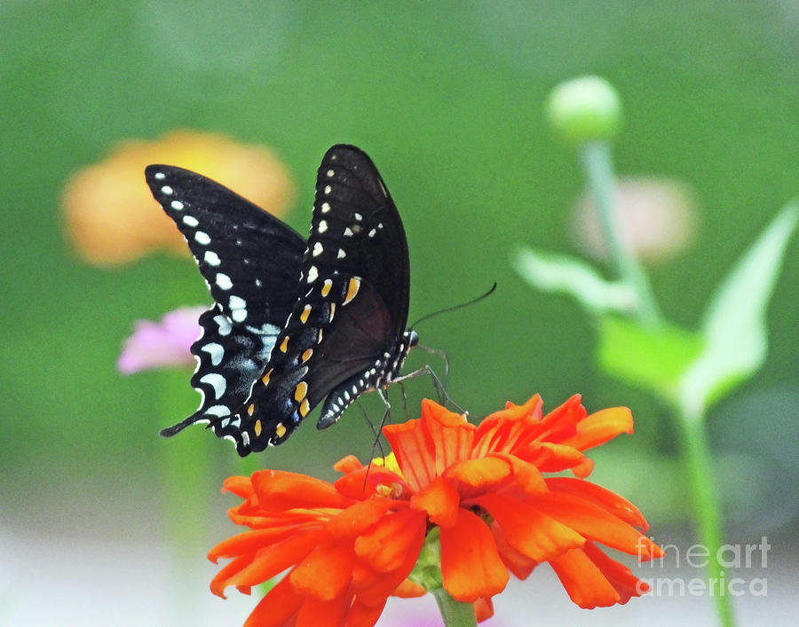 Black Swallowtail 12 Photograph by Lizi Beard-Ward
