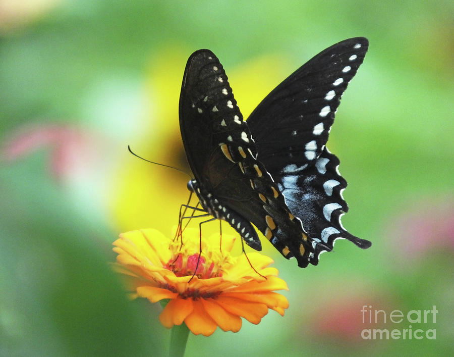 Black swallowtail 13 Photograph by Lizi Beard-Ward