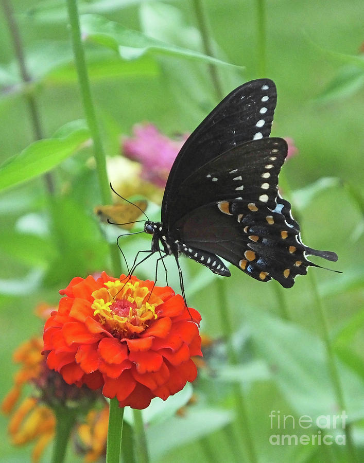 Black Swallowtail 14 Photograph by Lizi Beard-Ward