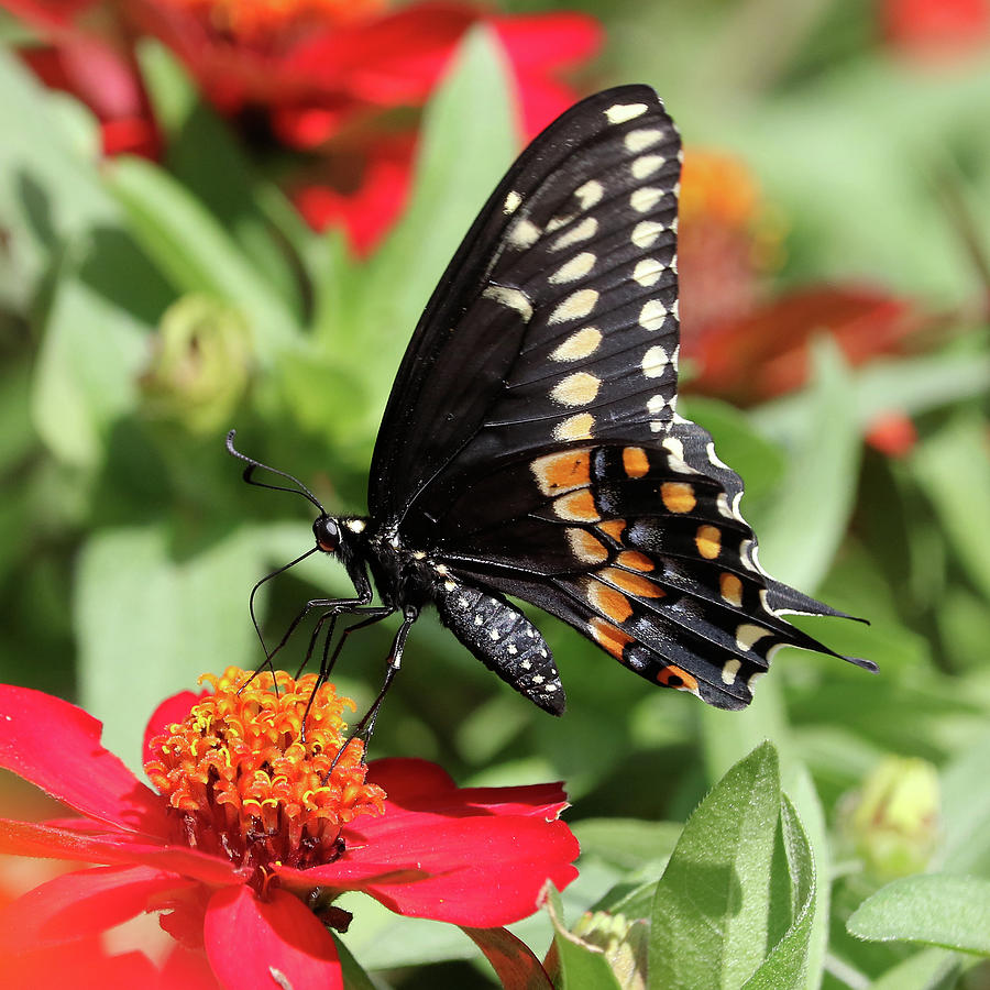 Butterfly Photograph - Black Swallowtail 5 by Doris Potter