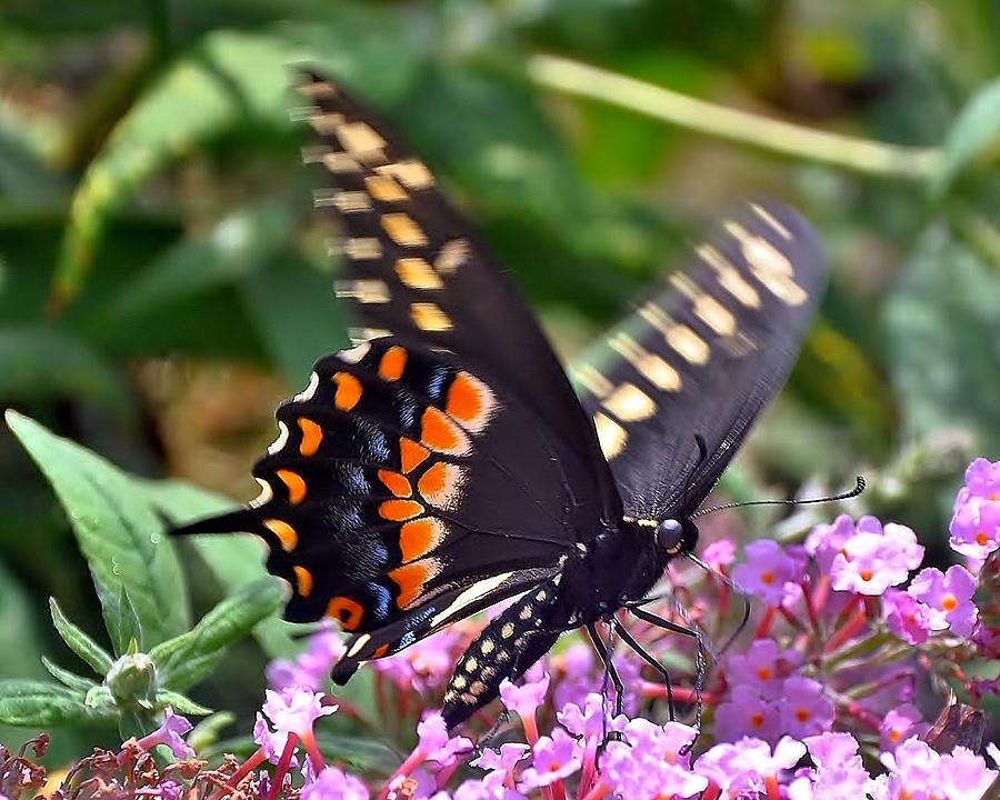 Black Swallowtail 5 Photograph by Kim Bemis