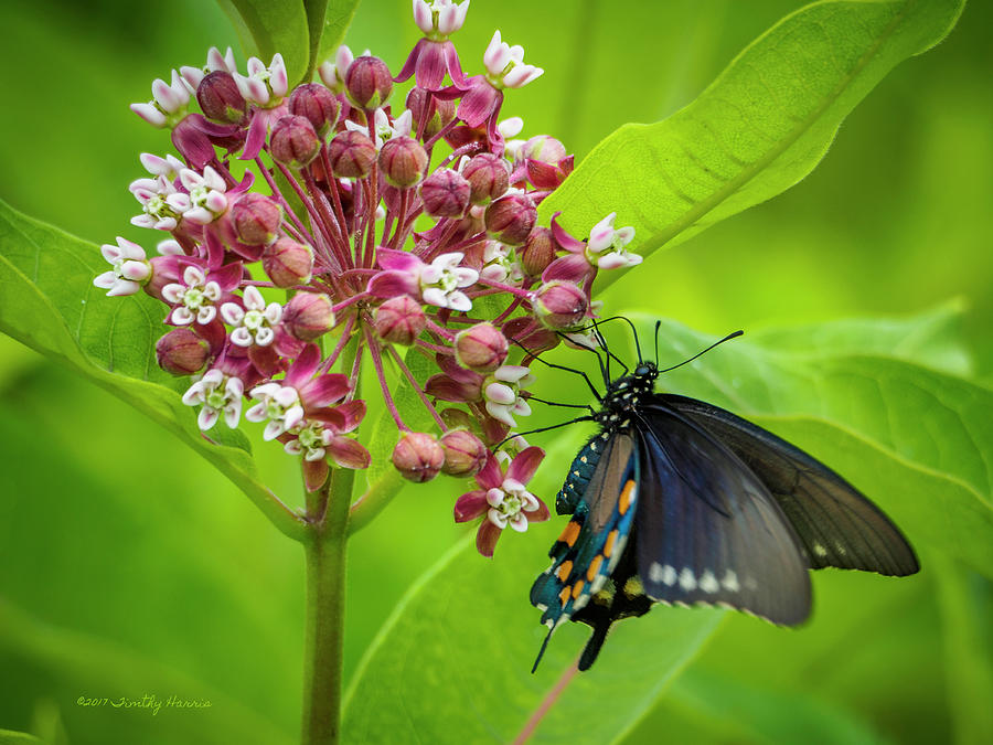 Black Swallowtail 54 by Timothy Harris Black Swallowtail 54 by Timothy Harris
