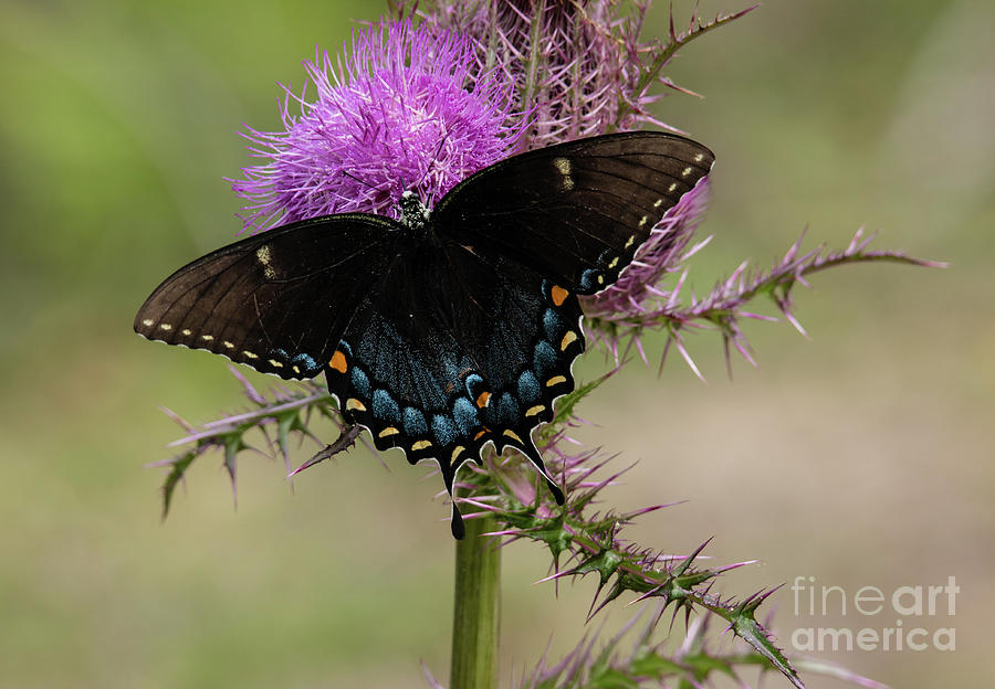 Butterfly Photograph - Black Swallowtail  A8796 by Stephen Parker