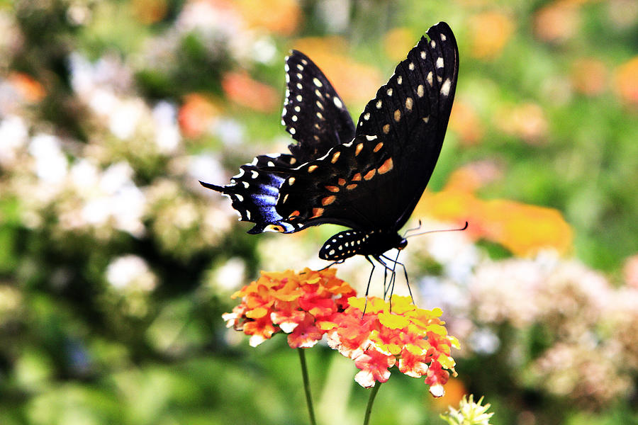 Black Swallowtail Photograph by Alan Hausenflock
