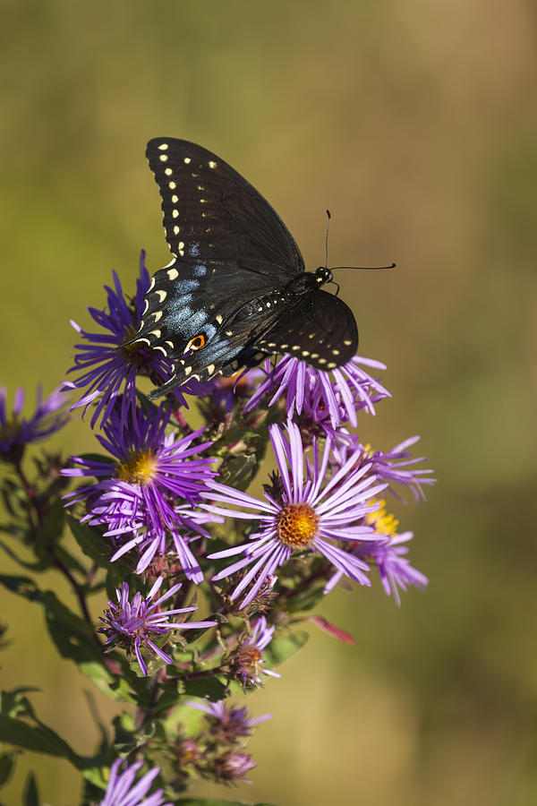 Black Swallowtail and Aster 2013-1  Photograph by Thomas Young