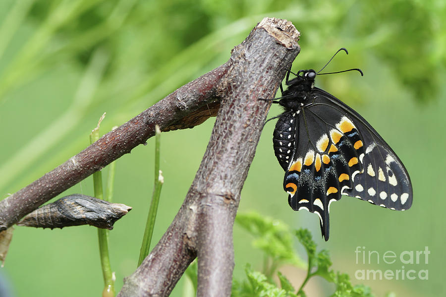 Black Swallowtail and Chrysalis Photograph by Robert E Alter Reflections of Infinity