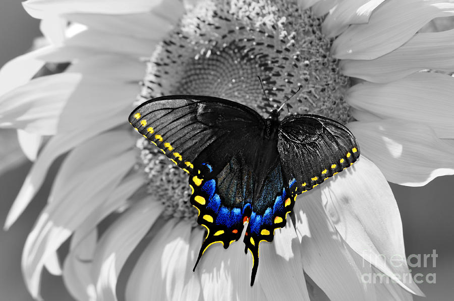 Black Swallowtail and Sunflower Color Splash Photograph by Eric Liller