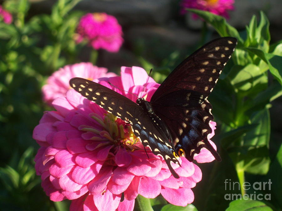 Black Swallowtail and Zinnia Photograph by Cindy Fleener