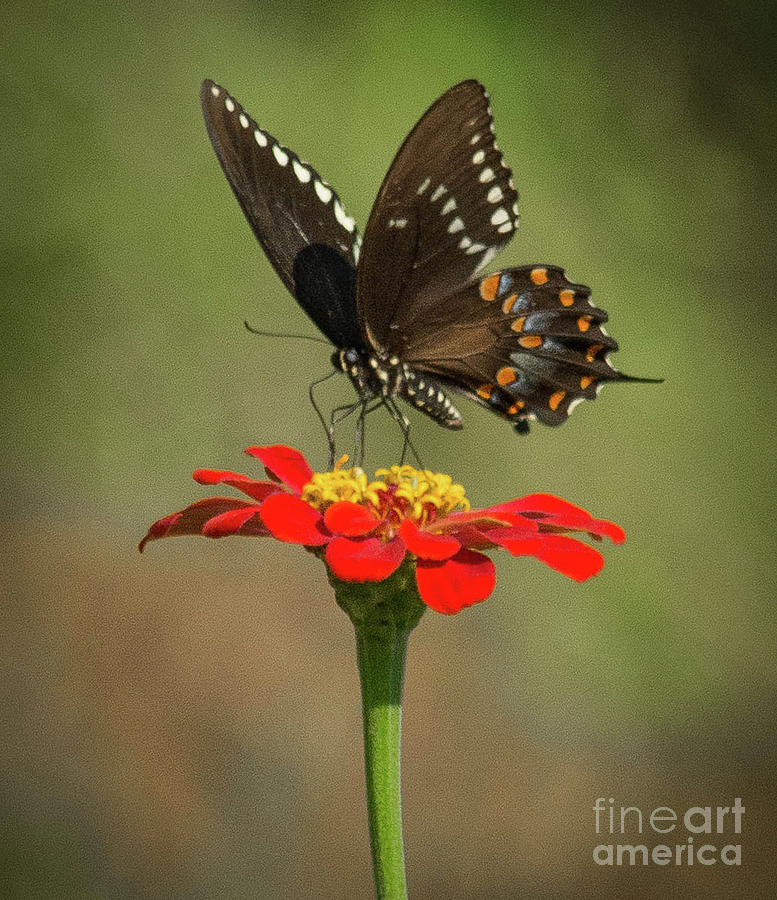 Black swallowtail Photograph by Barry Bohn