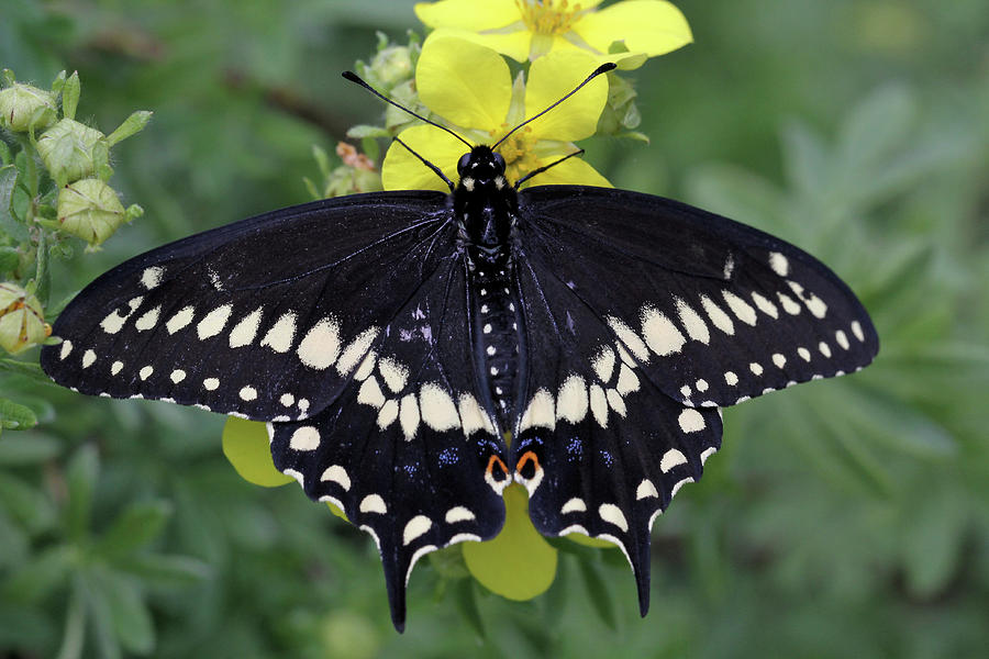 Black Swallowtail Beauty Photograph by Doris Potter