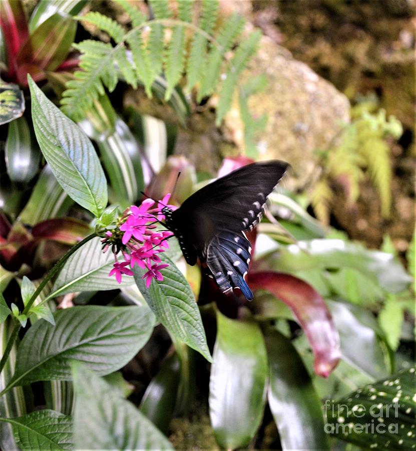Black Swallowtail Photograph by Brigitte Emme