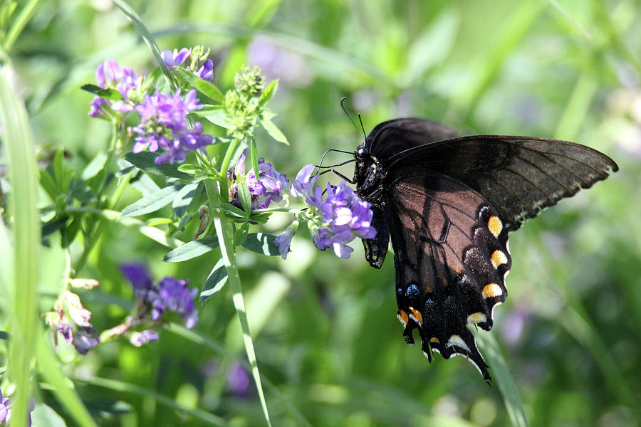 Black Swallowtail Photograph by Brook Burling