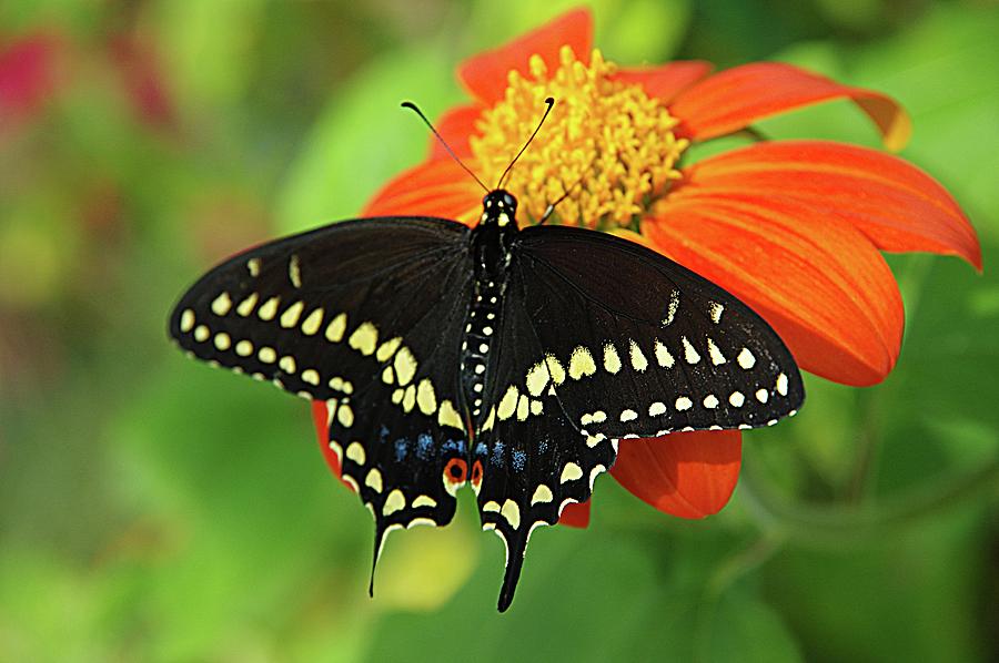 Black Swallowtail Butterfly #3 Photograph by Karen McKenzie McAdoo