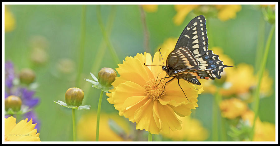Black Swallowtail Butterfly Photograph by A Macarthur Gurmankin