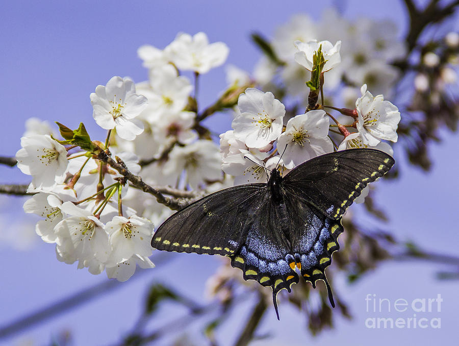 Black Swallowtail Butterfly Photograph by Allen Nice-Webb