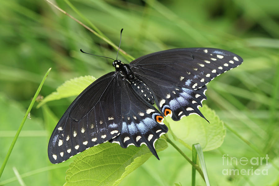 Black Swallowtail Butterfly Basks in the Sun Photograph by Robert E Alter Reflections of Infinity