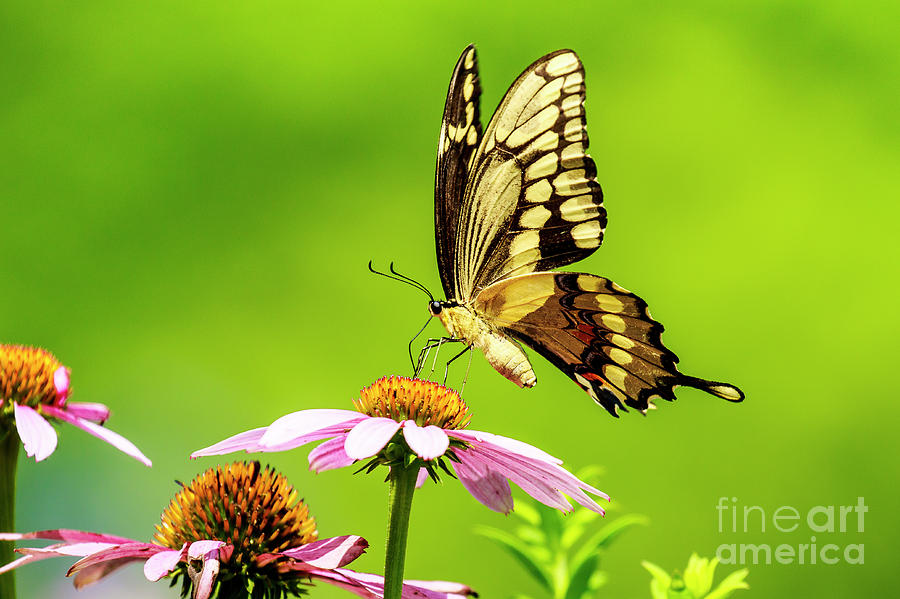 Black Swallowtail Butterfly Photograph by Ben Graham
