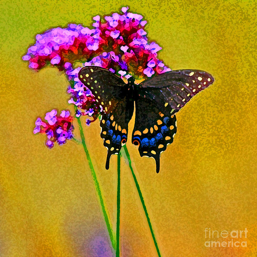 Black Swallowtail Butterfly Bright Photograph by Karen Adams