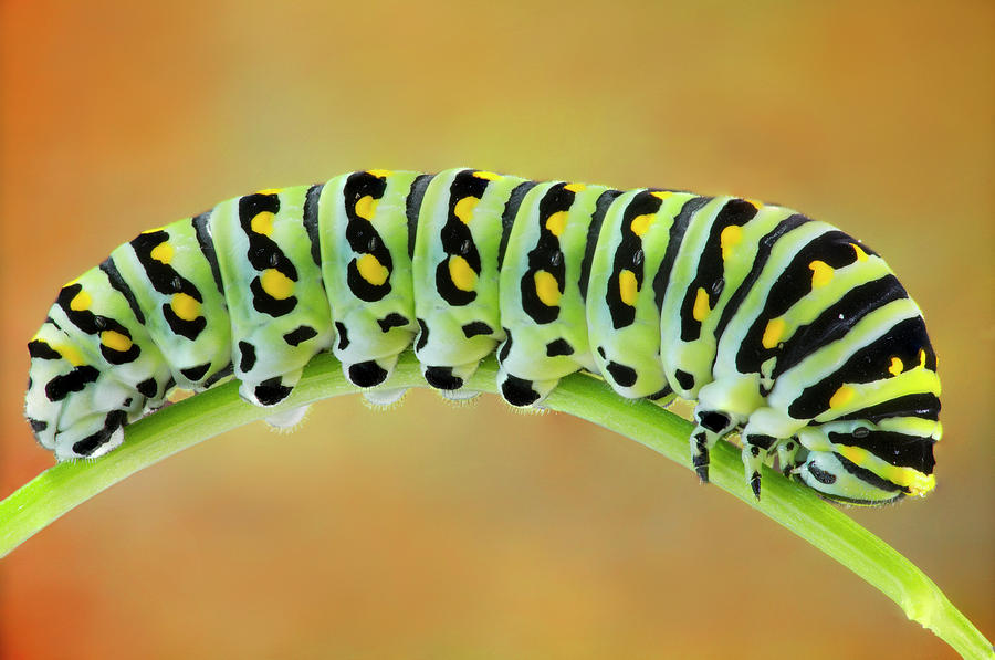 Black Swallowtail Butterfly Caterpillar II Photograph by Susan Candelario
