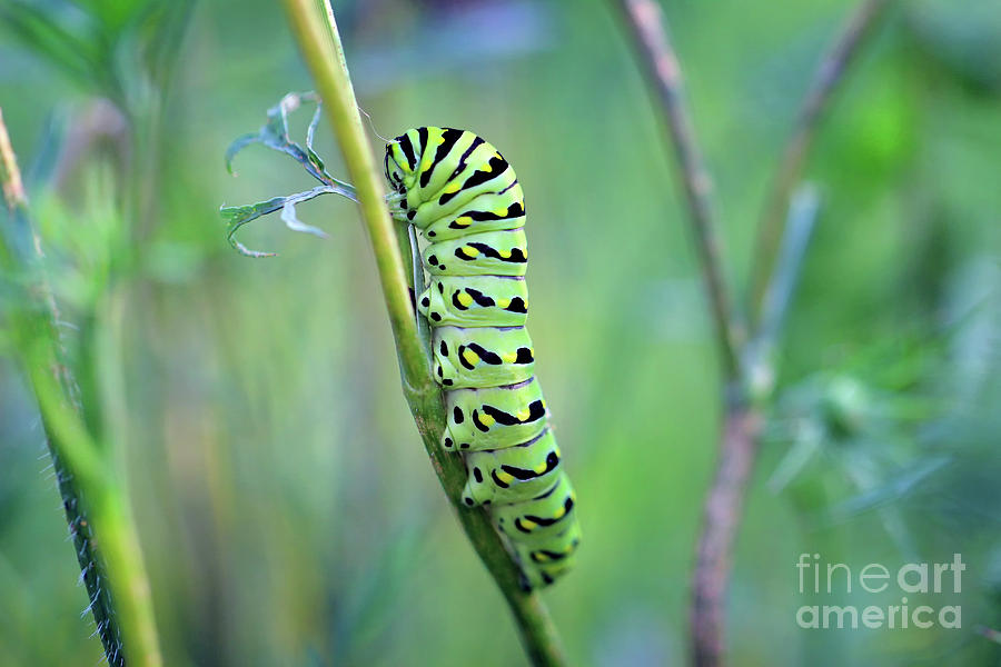 Black Swallowtail Butterfly Caterpillar in Meadow Photograph by Karen Adams