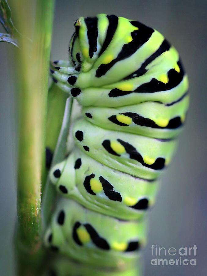 Black Swallowtail Butterfly Caterpillar Macro Photograph by Karen Adams