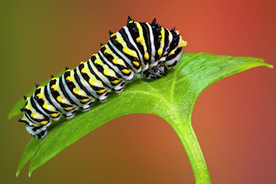 Black Swallowtail Butterfly Caterpillar Photograph by Susan Candelario