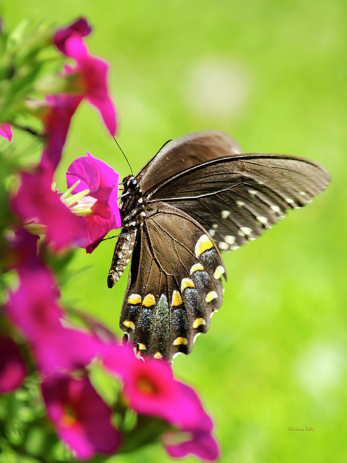 Black Swallowtail Butterfly Photograph by Christina Rollo