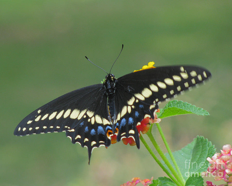 Eastern Black Swallowtail Butterfly Photograph by Donna Brown