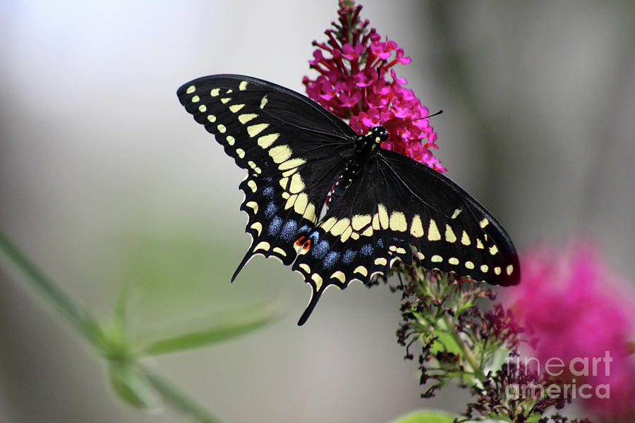Black Swallowtail Butterfly Dorsal View Photograph by Karen Adams