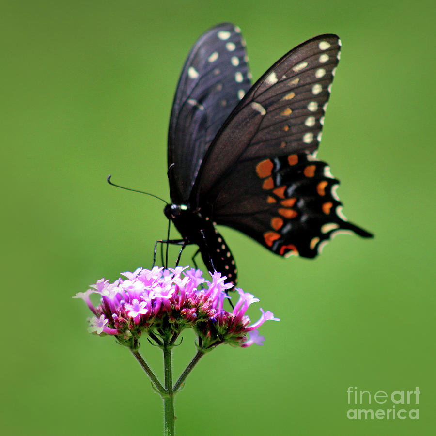 Black Swallowtail Butterfly Green Square Photograph by Karen Adams