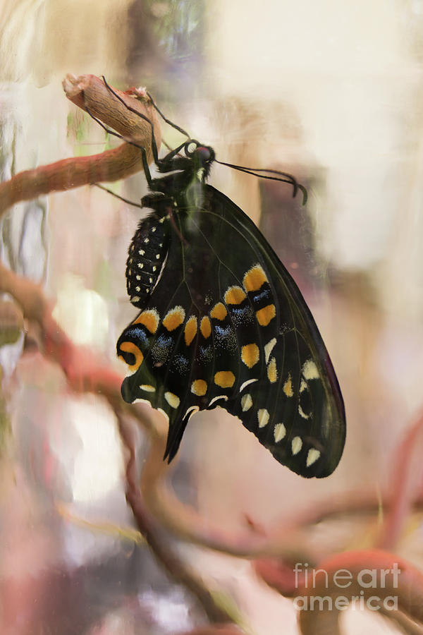 Black Swallowtail Butterfly in a Jar Photograph by MM Anderson