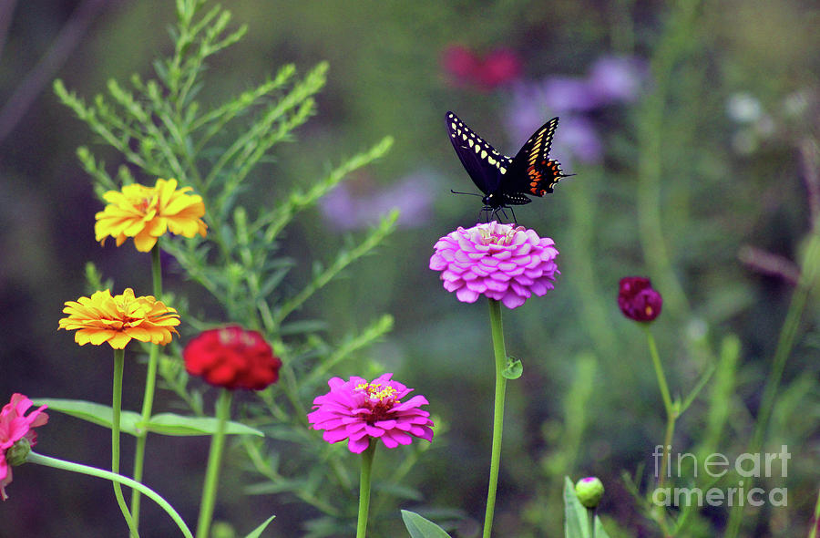 Black Swallowtail Butterfly in August  Photograph by Karen Adams