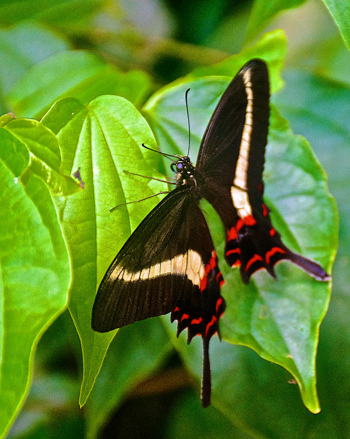 Black Swallowtail Butterfly in Iguazu Falls National Park-Brazil ...