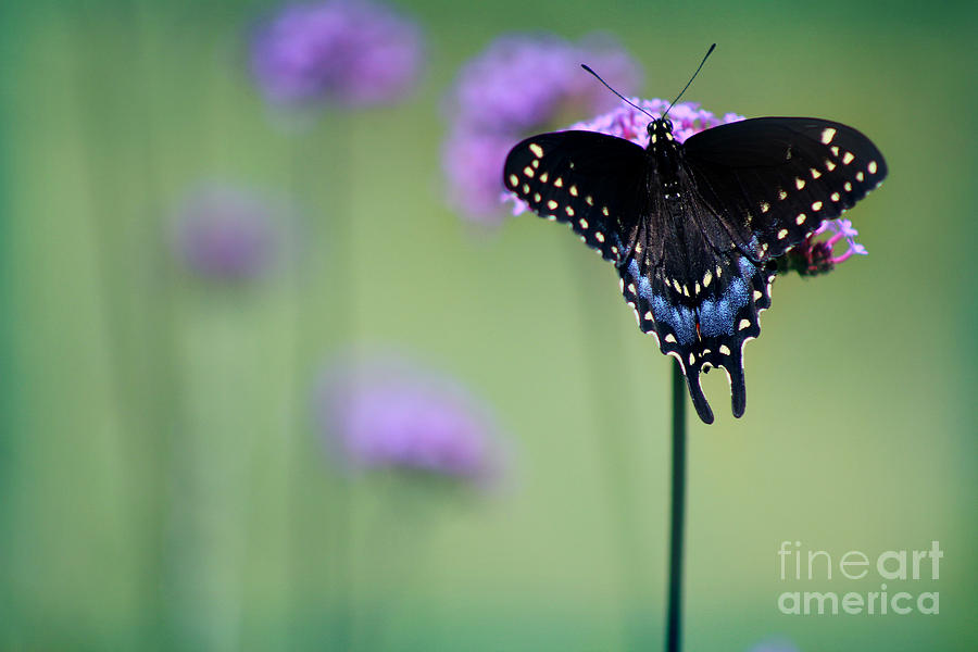 Black Swallowtail Butterfly in Meadow Photograph by Karen Adams