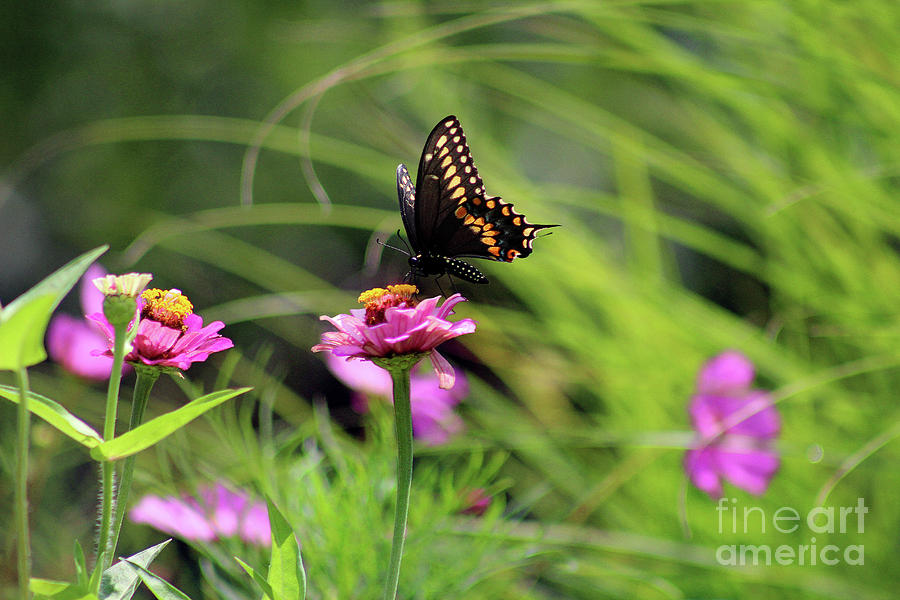 Black Swallowtail Butterfly in Summer Photograph by Karen Adams
