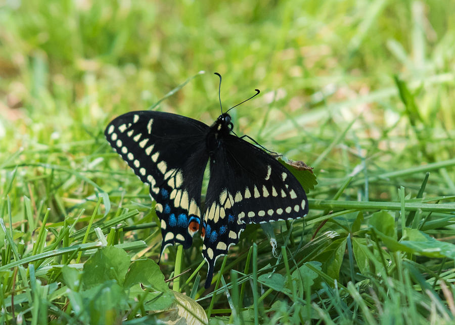 Black Swallowtail Butterfly Photograph by Holden The Moment