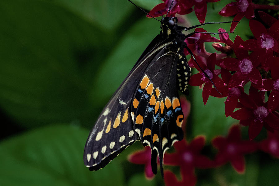 Black Swallowtail Butterfly Photograph by Jay Stockhaus