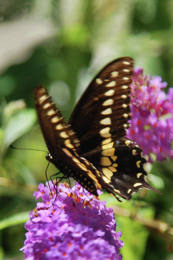 Black Swallowtail Butterfly Photograph by Kathleen Stephens