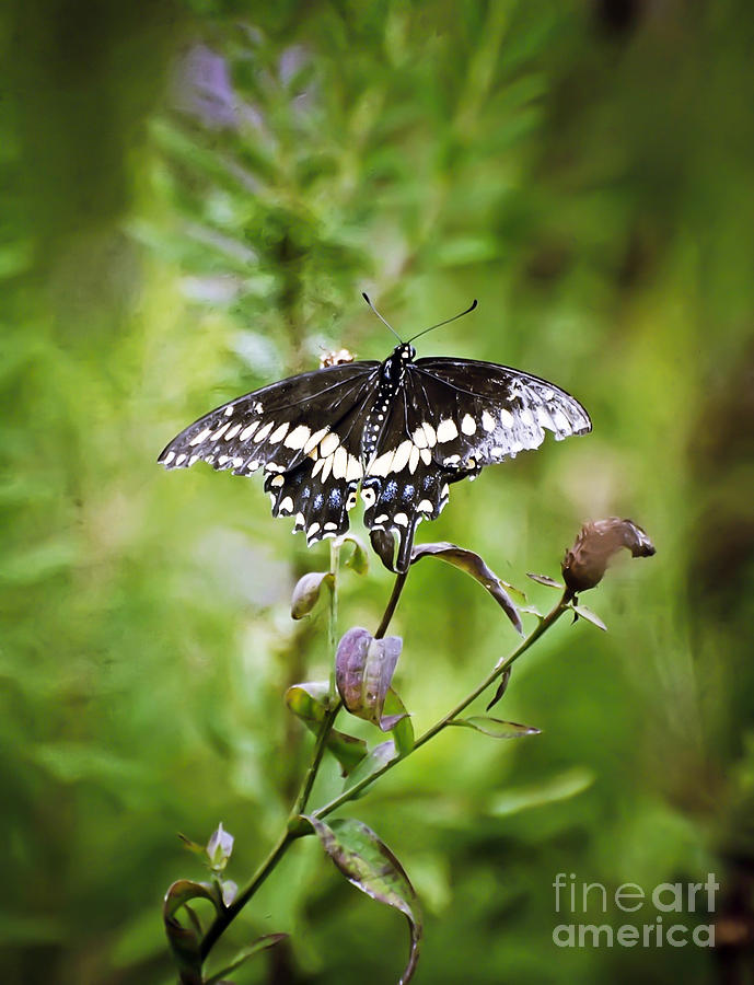 Black Swallowtail Butterfly Photograph by Kerri Farley